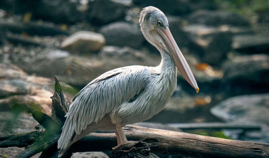 Corteiz Instagram feed