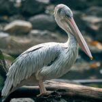 Corteiz Instagram: Your Complete Guide