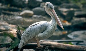 Corteiz Instagram feed