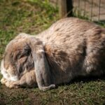 Cream the Rabbit: The Unseen Story