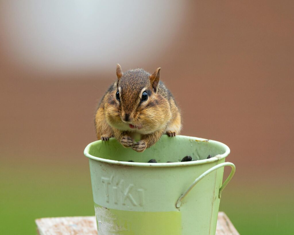 cute Theodore Chipmunk in budget enclosure