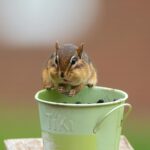 Theodore Chipmunk: Budgeting for Burrow Bliss