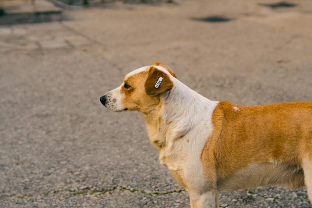 dog tag snapback hat