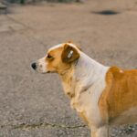 Dog Tag Snapback: Style & History