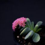 Piers Morgan’s Age: Unpacking His Birth Year and Life