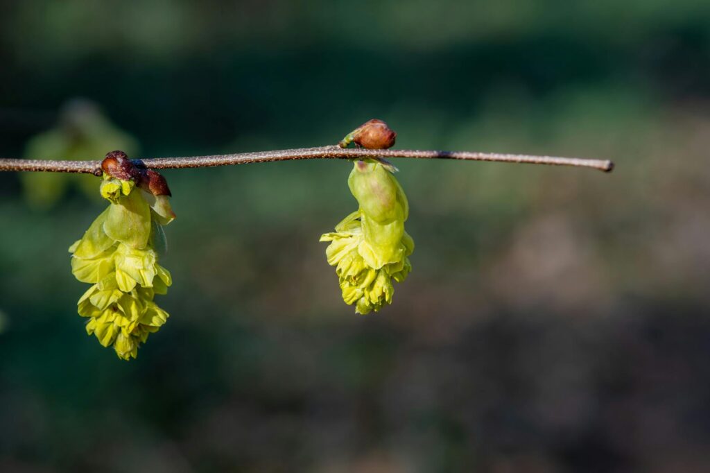 witch hazel late winter bloom