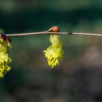 Late Winter Blooms: Which Flowers Brave the Cold?