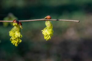 witch hazel late winter bloom
